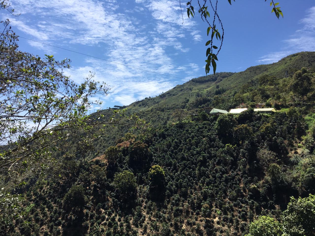 Colombia - Antioquia Estate