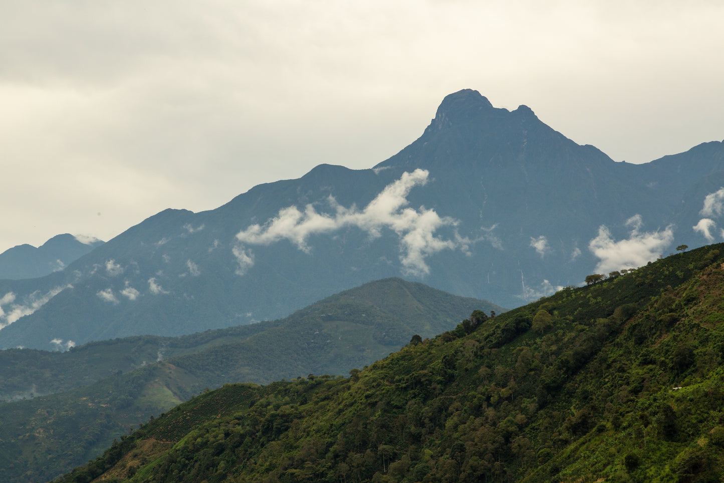 Colombia -  Antioquia Estate