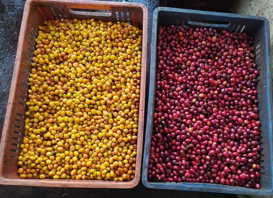 Colombia - Antioquia Estate