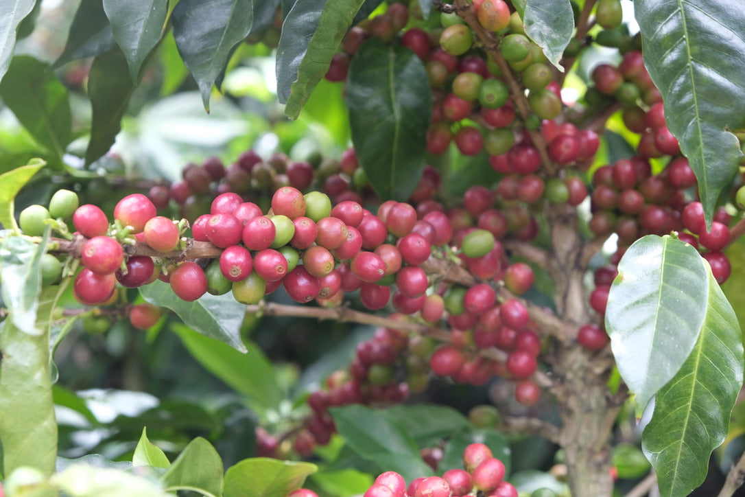 Costa Rica - La Pastora