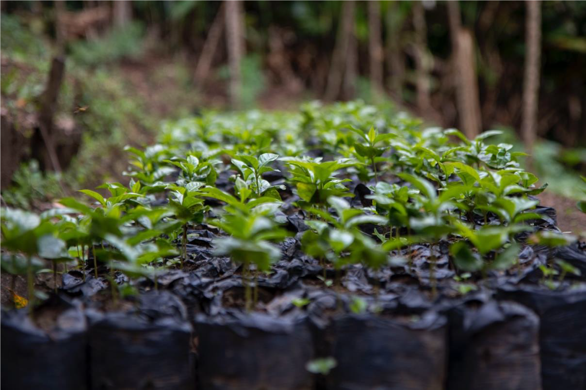 Nicaragua - Agua Sarca