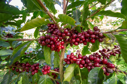 Nicaragua - Agua Sarca