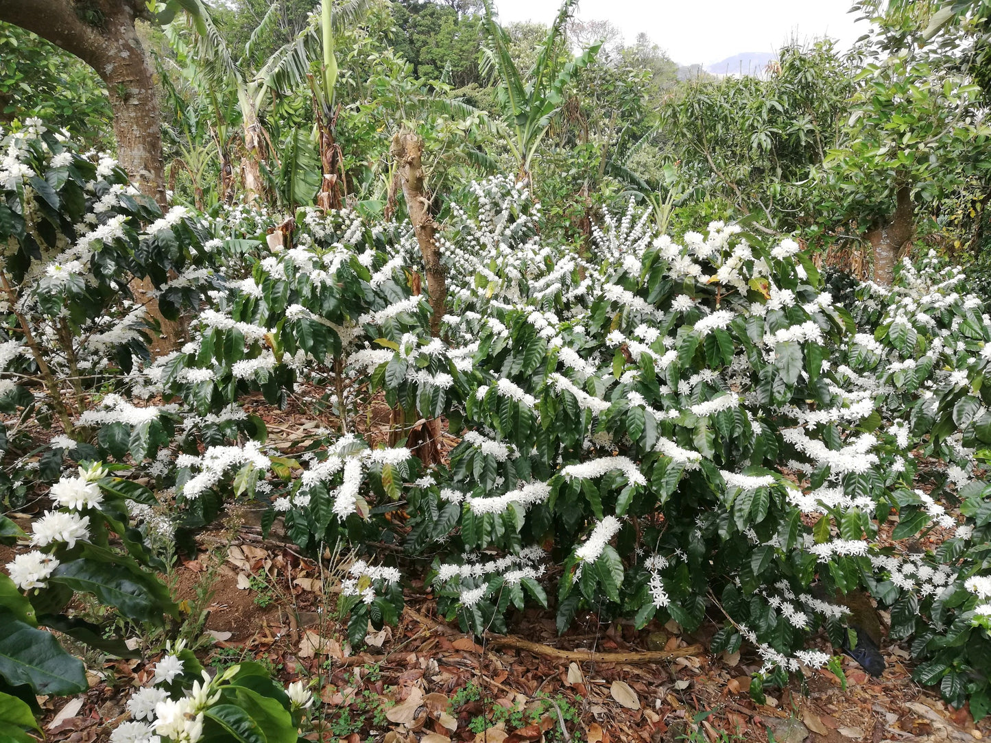 Costa Rica - La Pastora