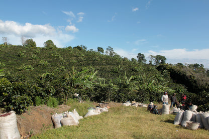 Costa Rica - La Pastora