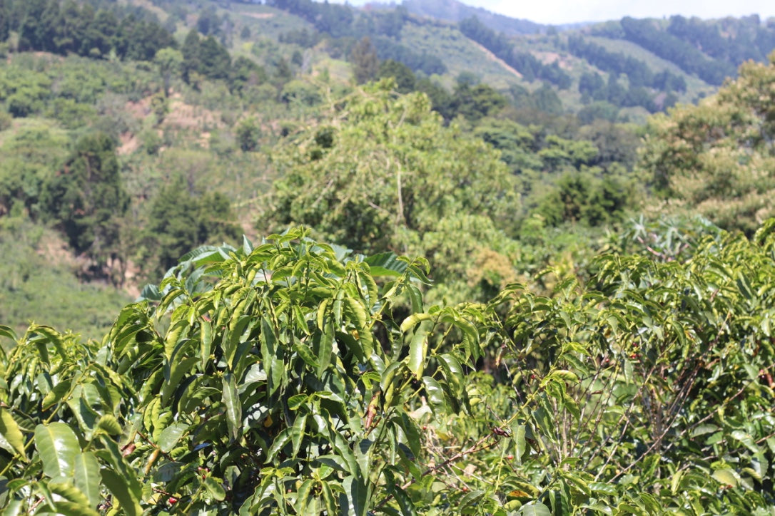 Costa Rica - La Pastora